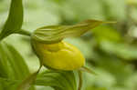 Yellow lady's slipper